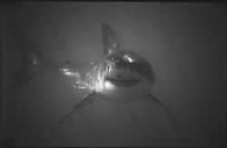 Whiteshark off gansbaai  South Africa taken with 35mm Sea... by Andrew Woodburn 